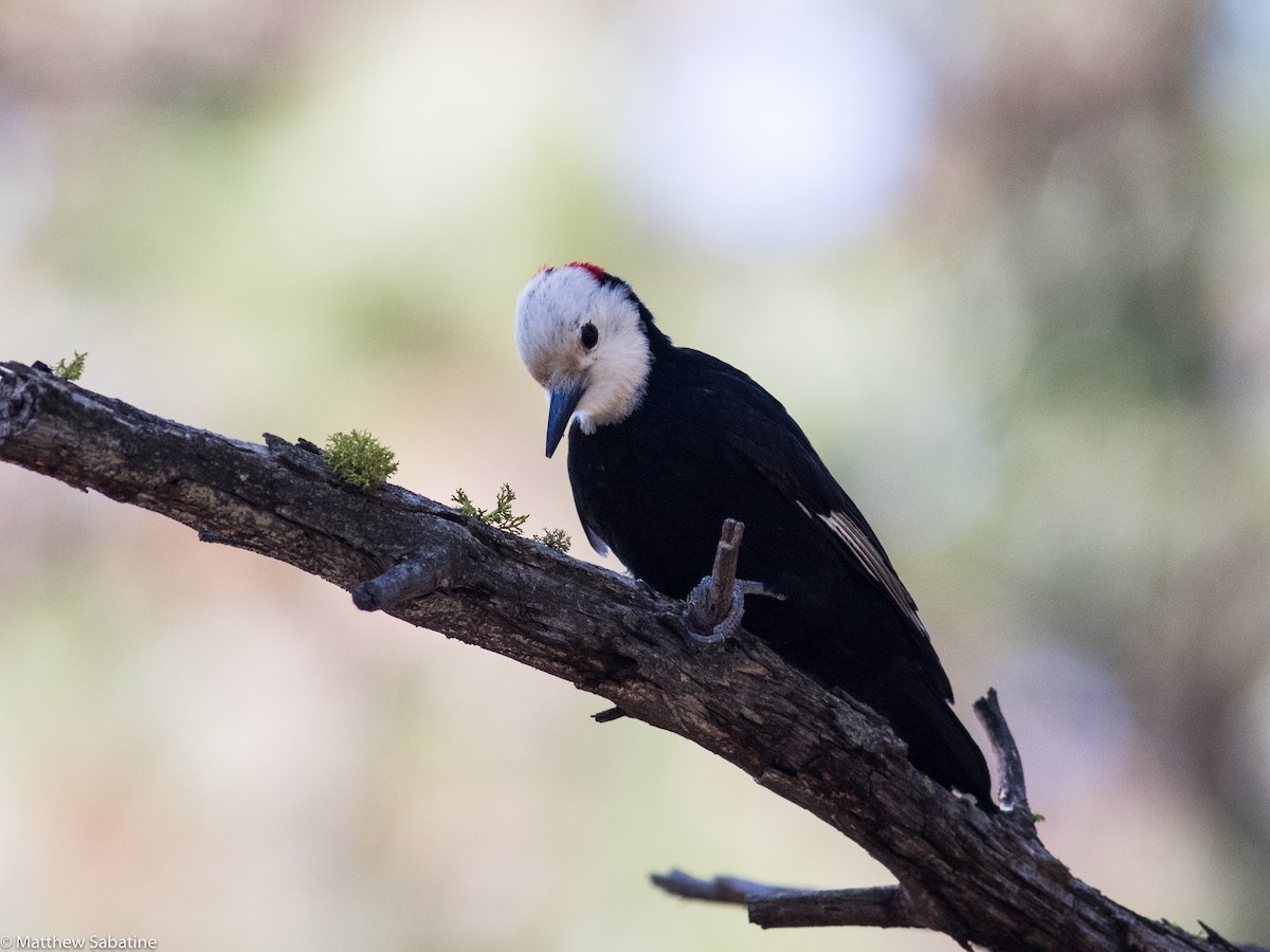 White-headed Woodpecker - matthew sabatine