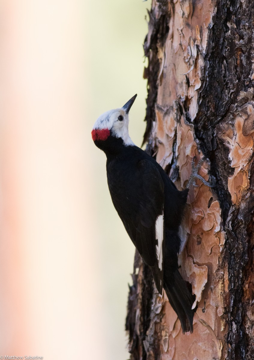 White-headed Woodpecker - ML59302701