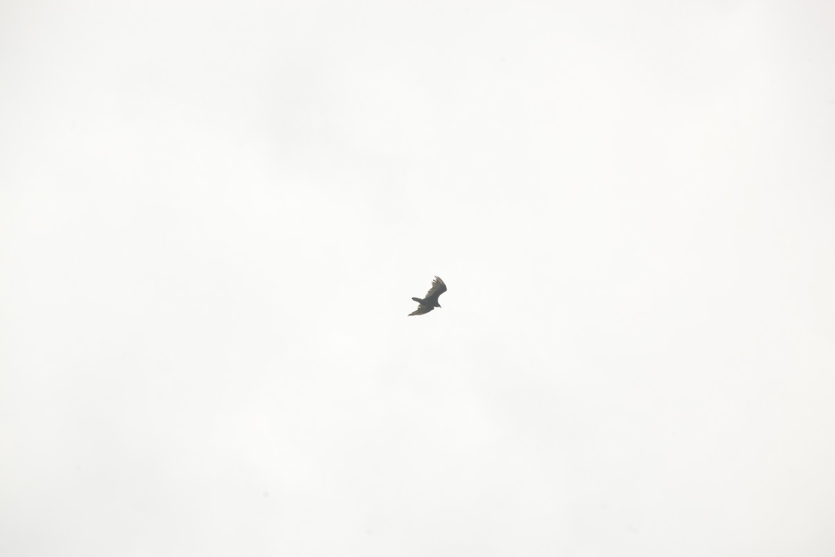 Turkey Vulture - ML593028351