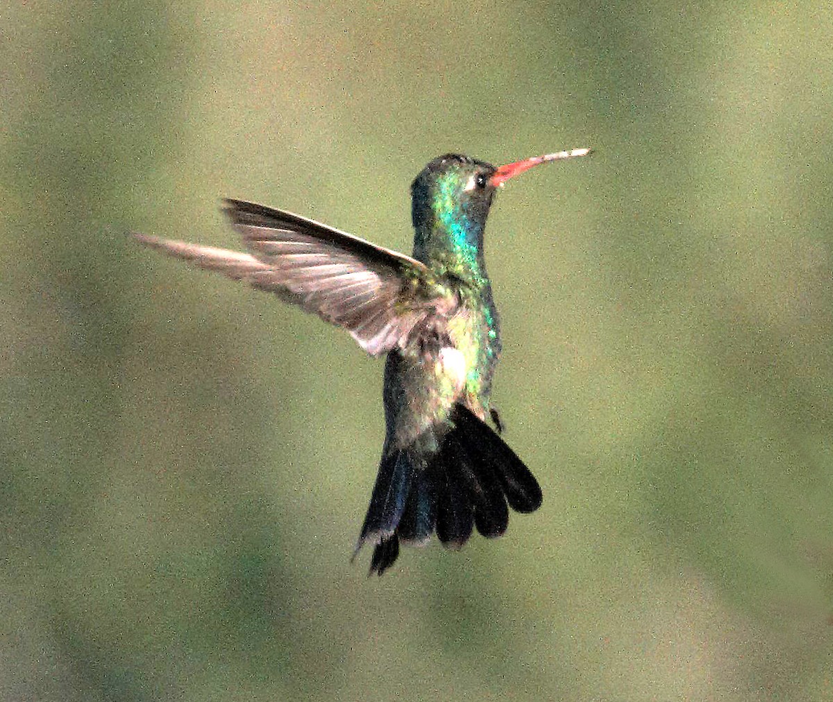 Broad-billed Hummingbird - ML59302961