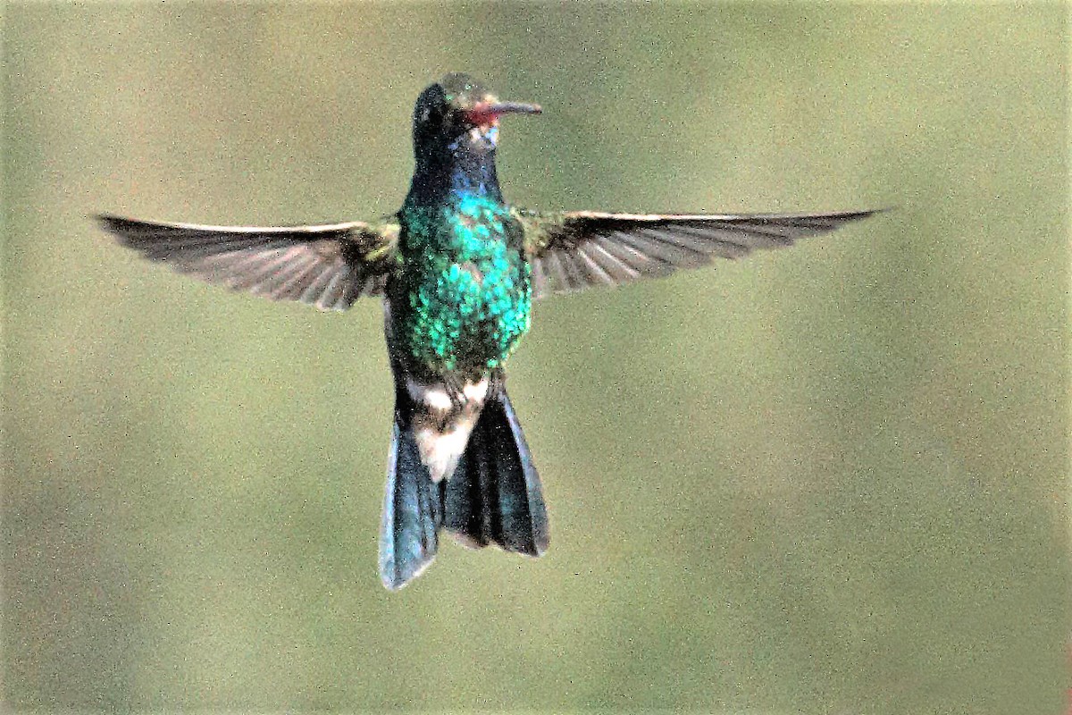 Broad-billed Hummingbird - ML59302981