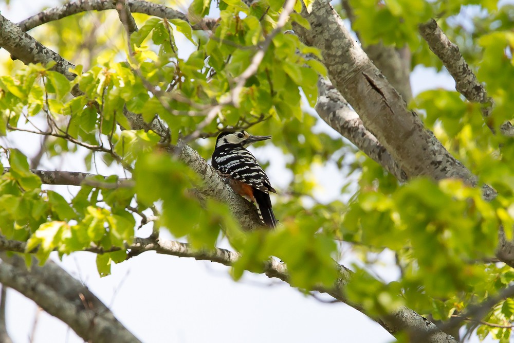 White-backed Woodpecker (Lilford's) - ML593030051