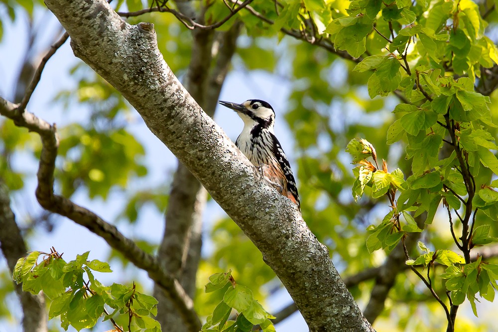 White-backed Woodpecker (Lilford's) - ML593030061