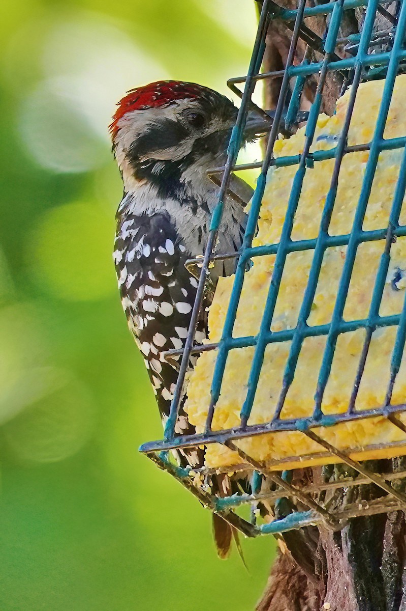 Ladder-backed Woodpecker - ML593033591