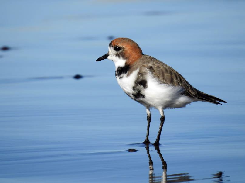 Two-banded Plover - ML59303771