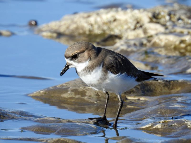 Two-banded Plover - MARCIO KERBAGE