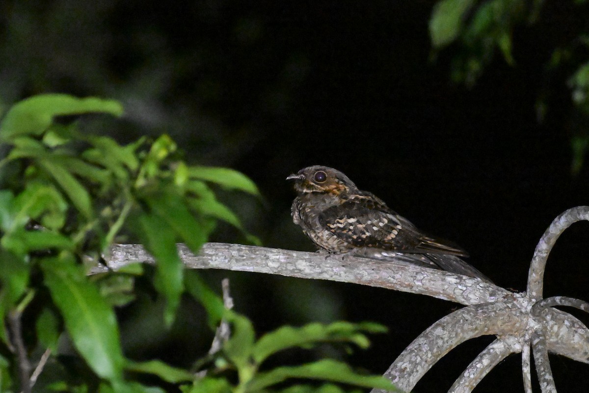 Sulawesi Nightjar - ML593038801