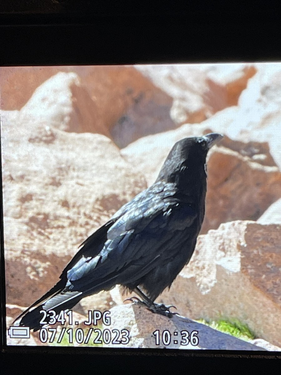Common Raven - ML593040211