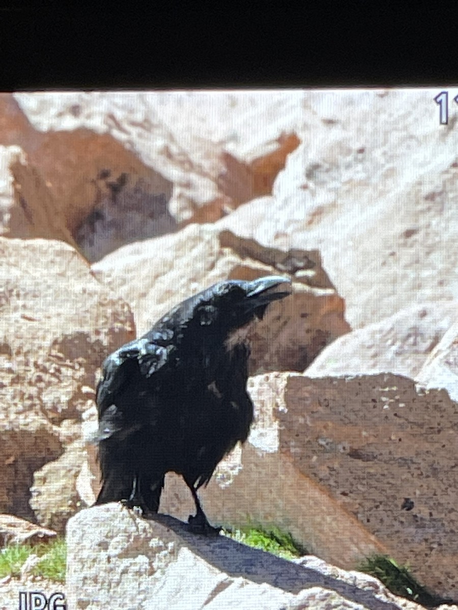 Common Raven - ML593040221