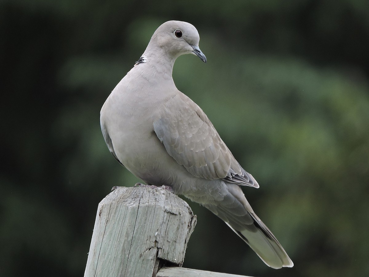 Eurasian Collared-Dove - ML593045581