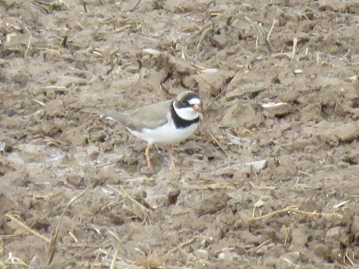 Semipalmated Plover - Trudy Kyler