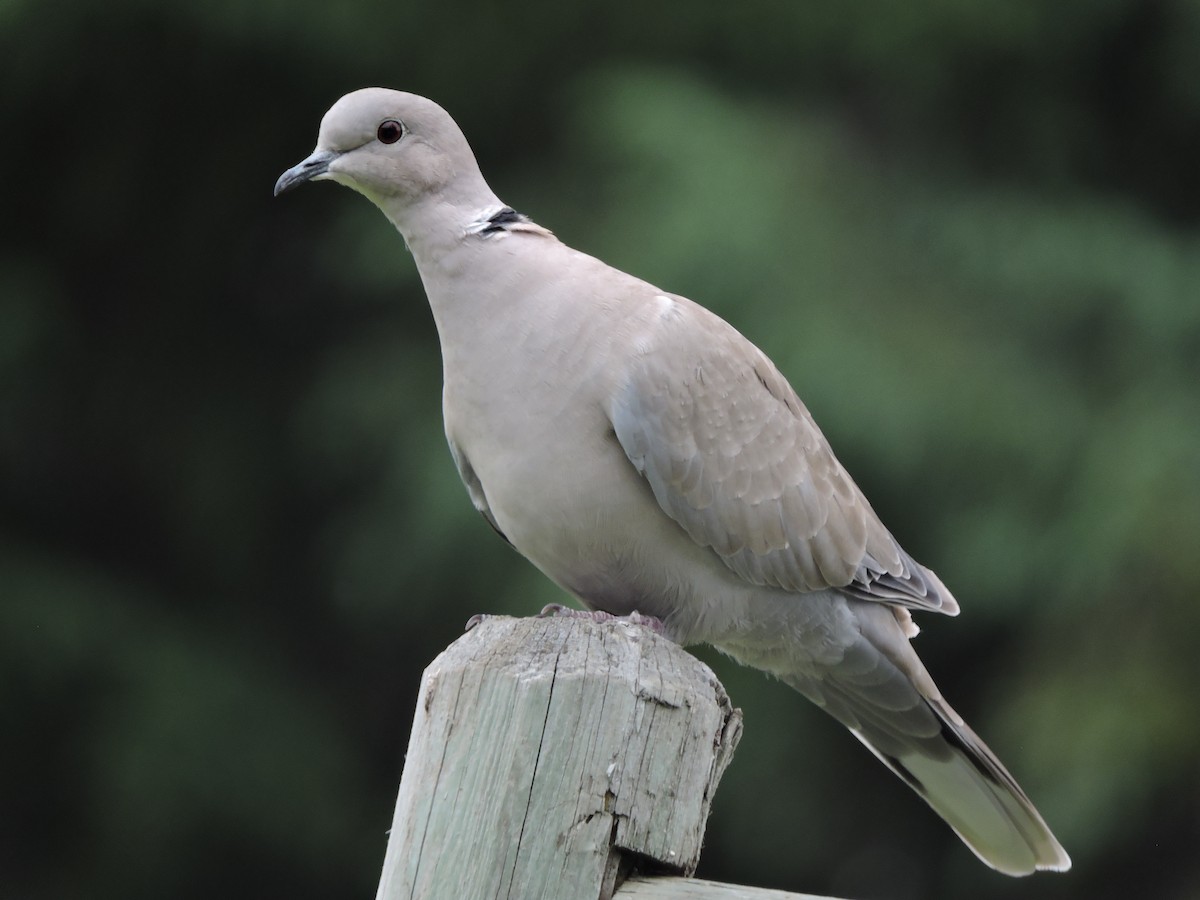 Eurasian Collared-Dove - ML593048221