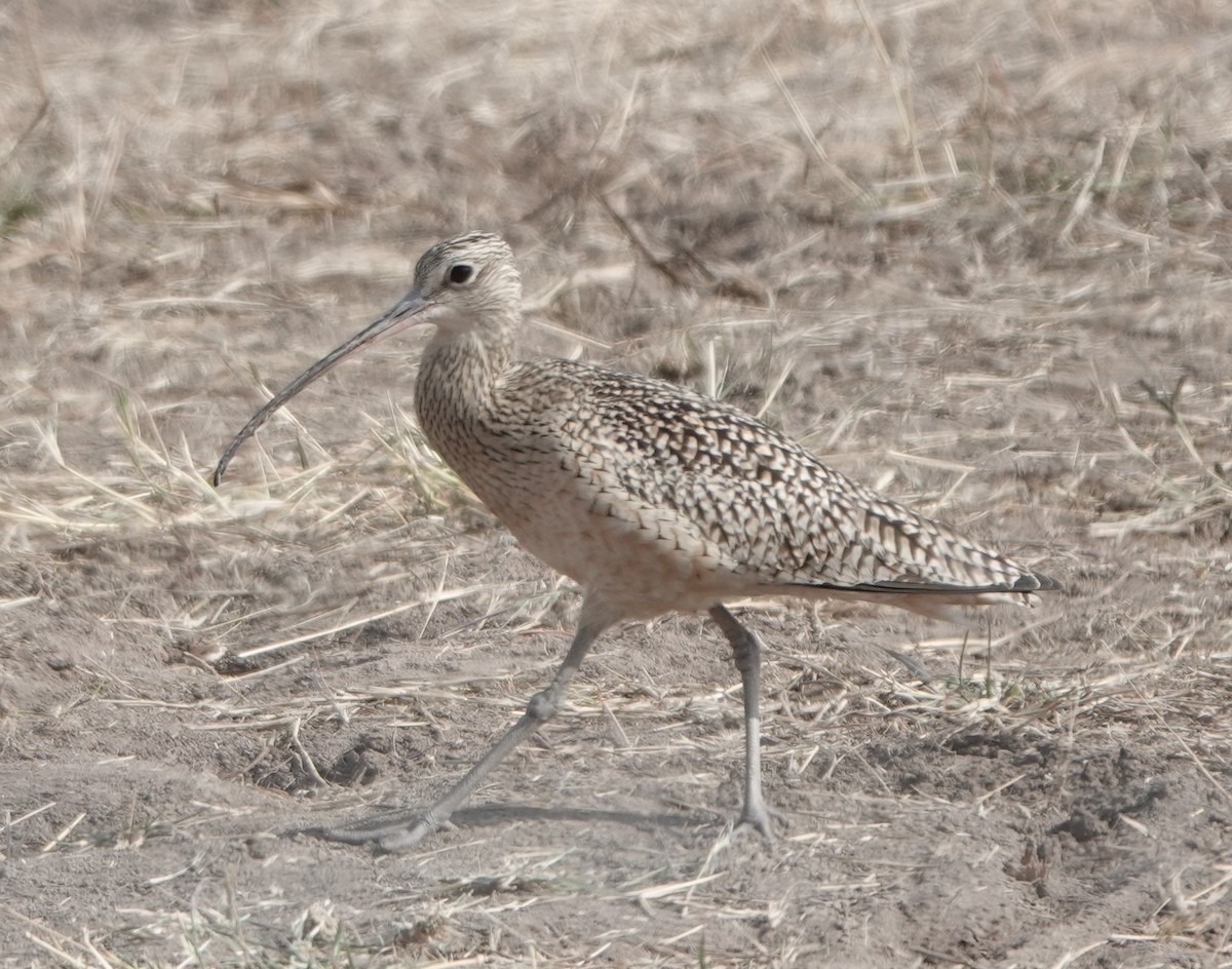 Long-billed Curlew - ML593048711