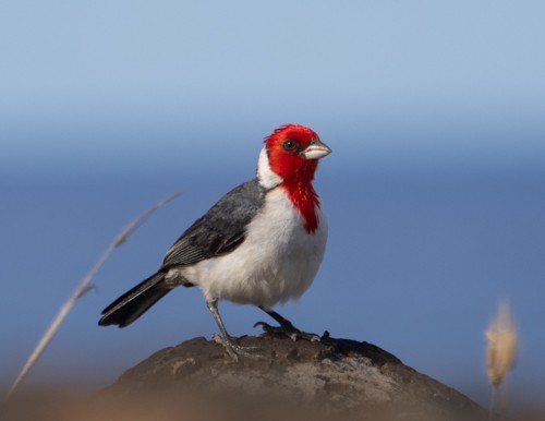 Red-crested Cardinal - ML593049881