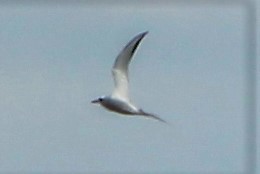 Snowy-crowned Tern - ML593053351