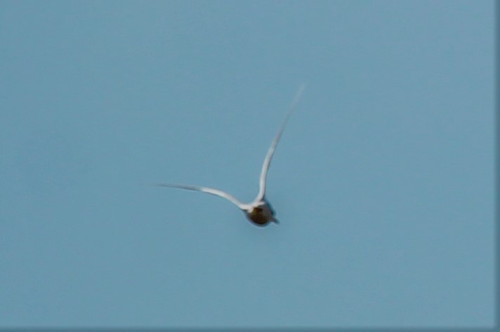 Snowy-crowned Tern - ML593053371