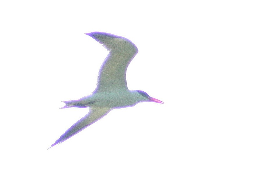 裏海燕鷗 - ML593053581
