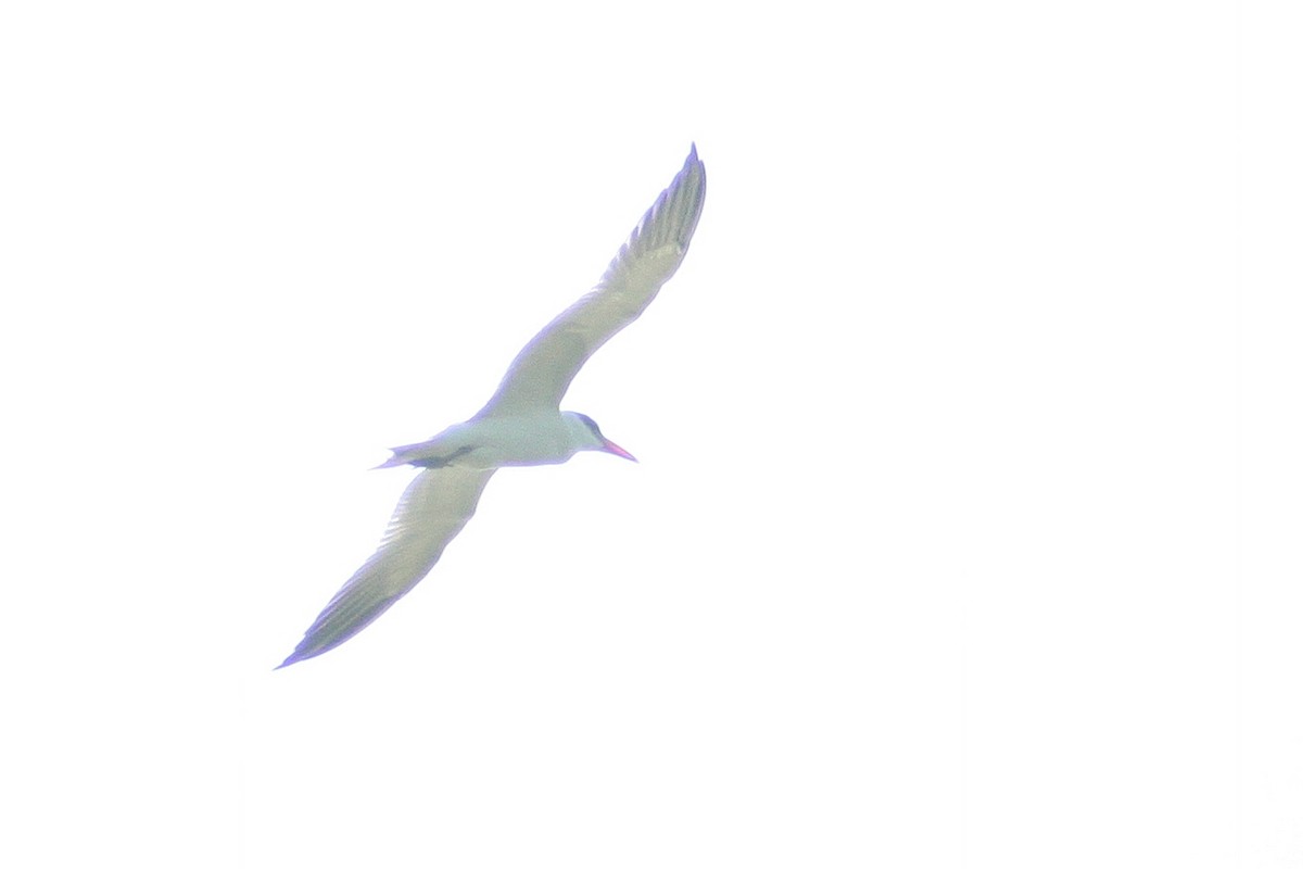 裏海燕鷗 - ML593053591