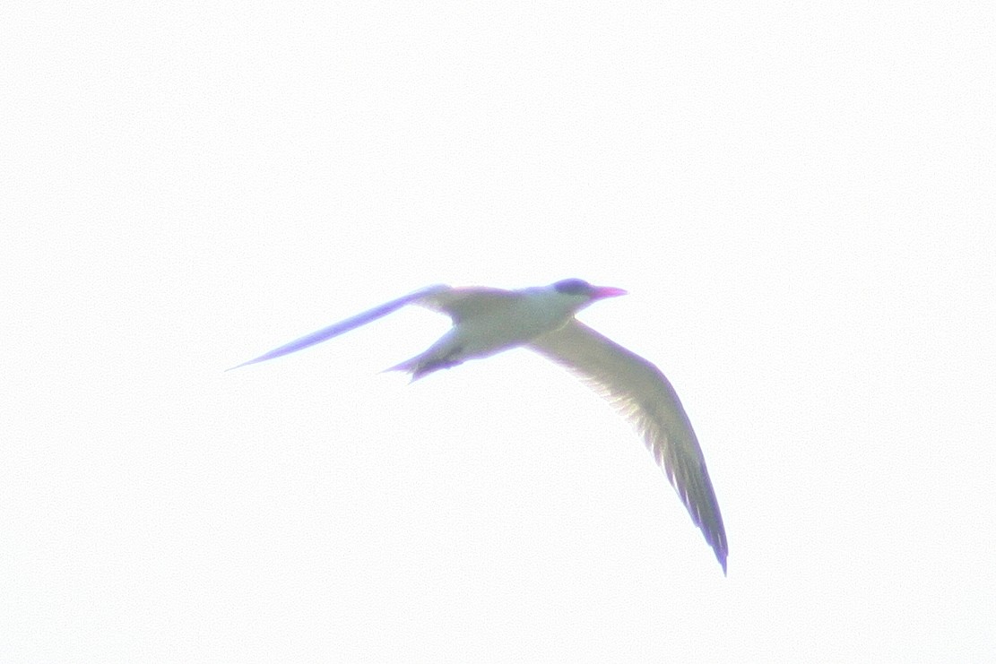 裏海燕鷗 - ML593053601
