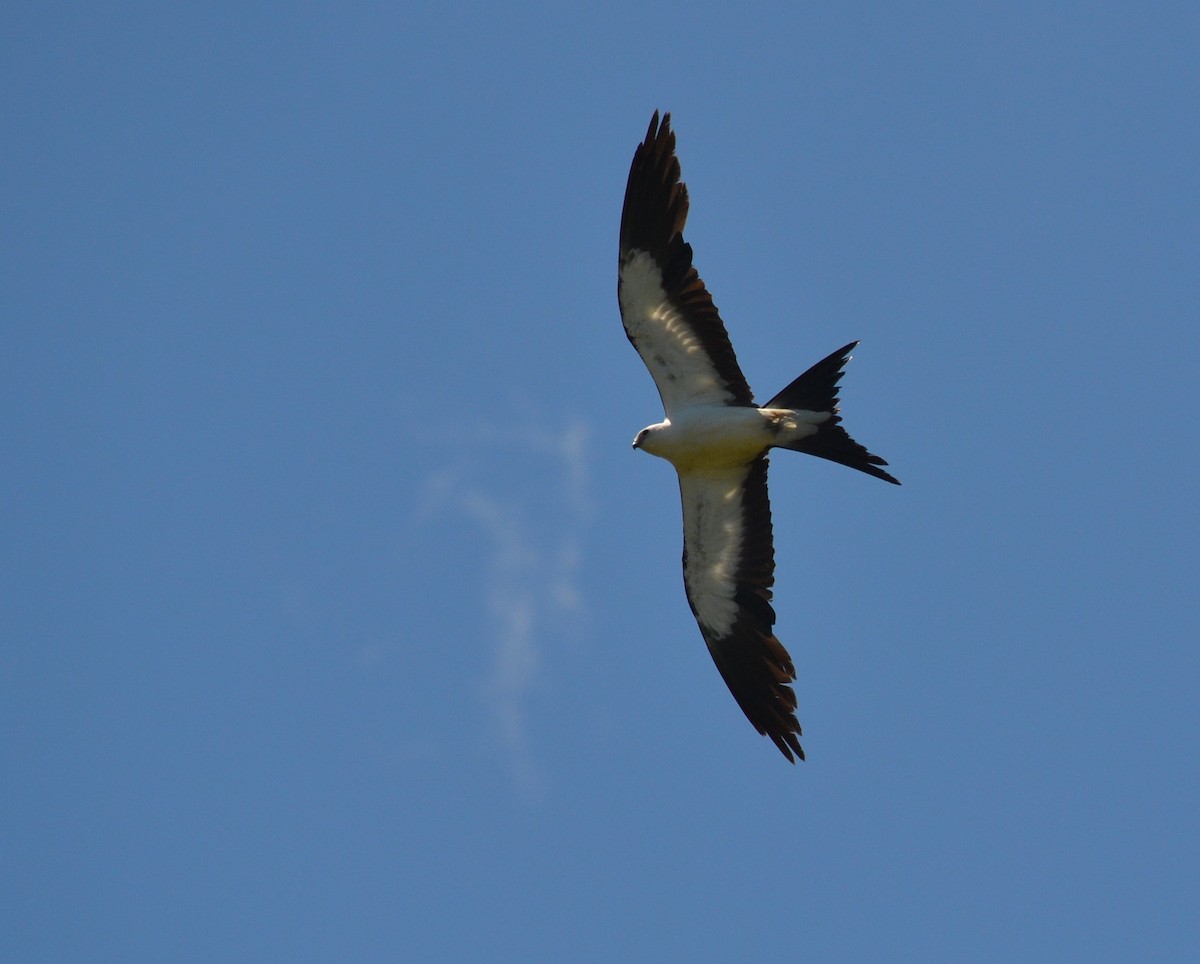 Swallow-tailed Kite - ML59305651