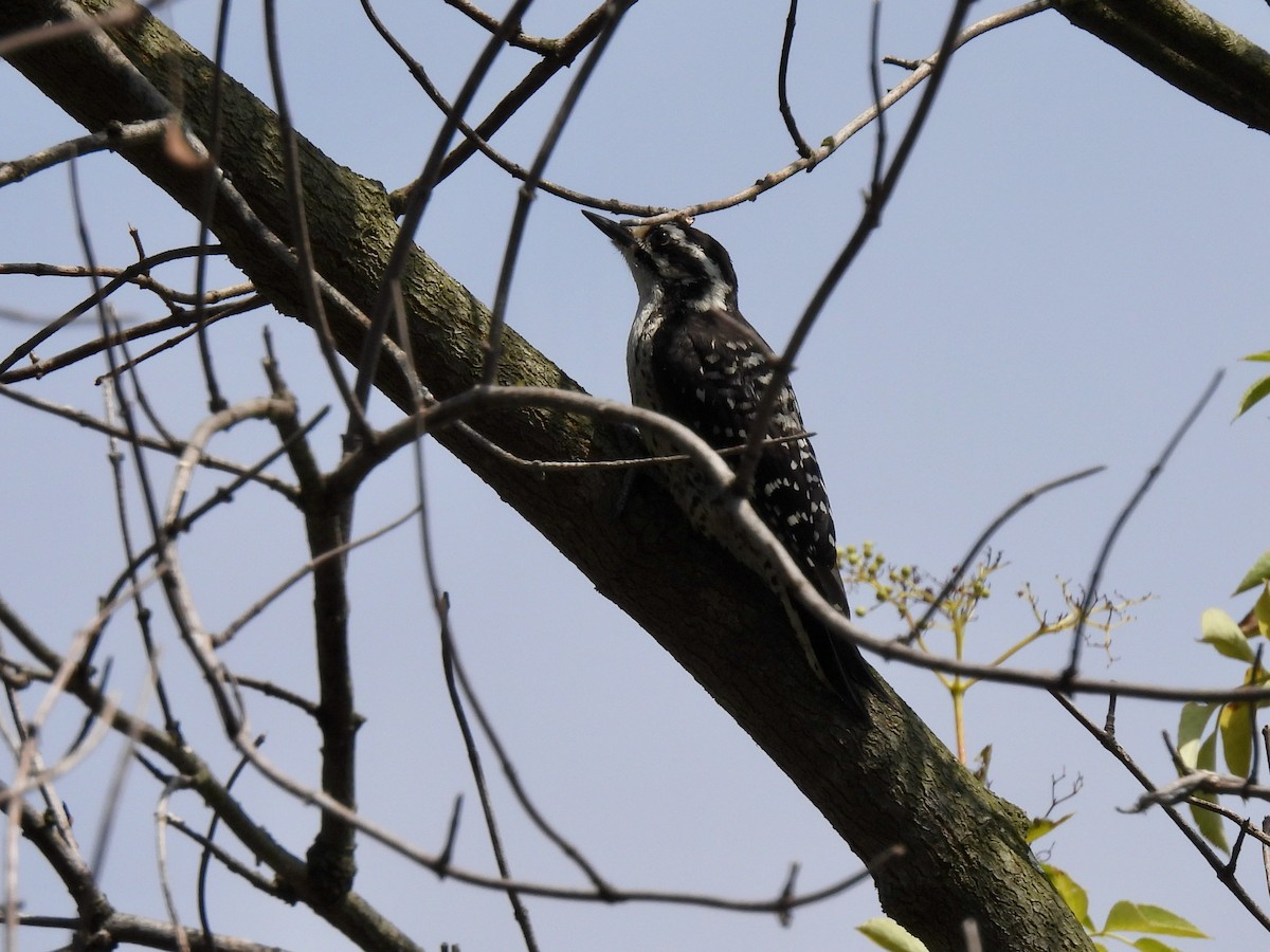 Nuttall's Woodpecker - ML593057931
