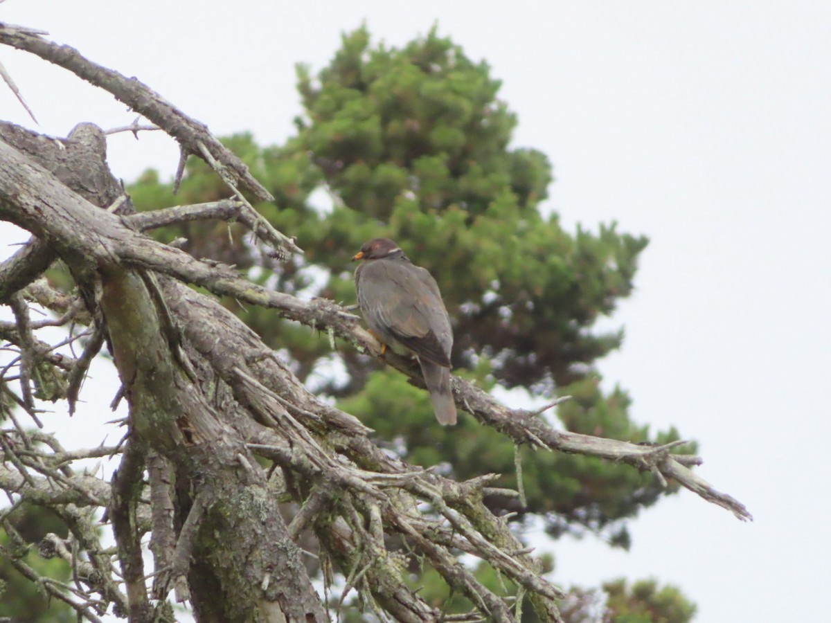 Band-tailed Pigeon - ML593059071