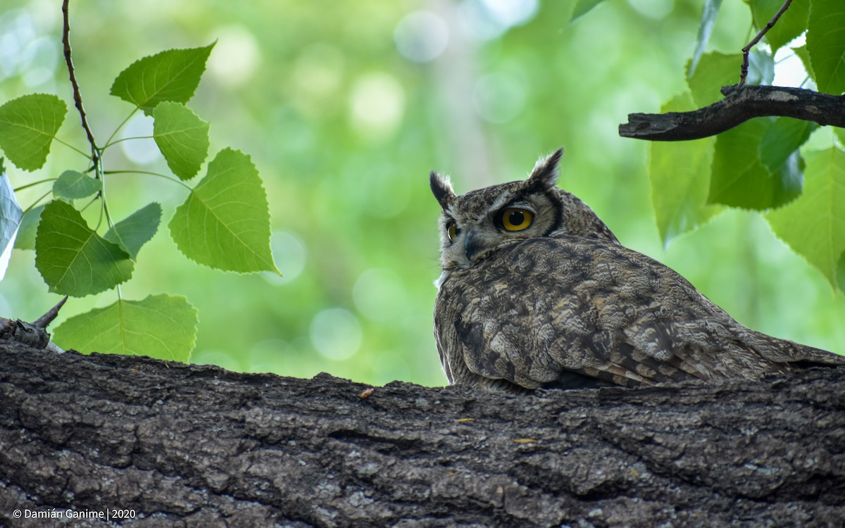 Lesser Horned Owl - ML593059281