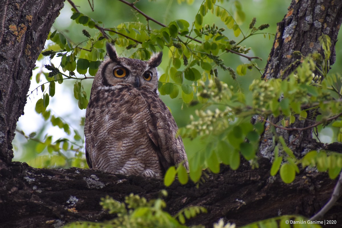Lesser Horned Owl - ML593059321