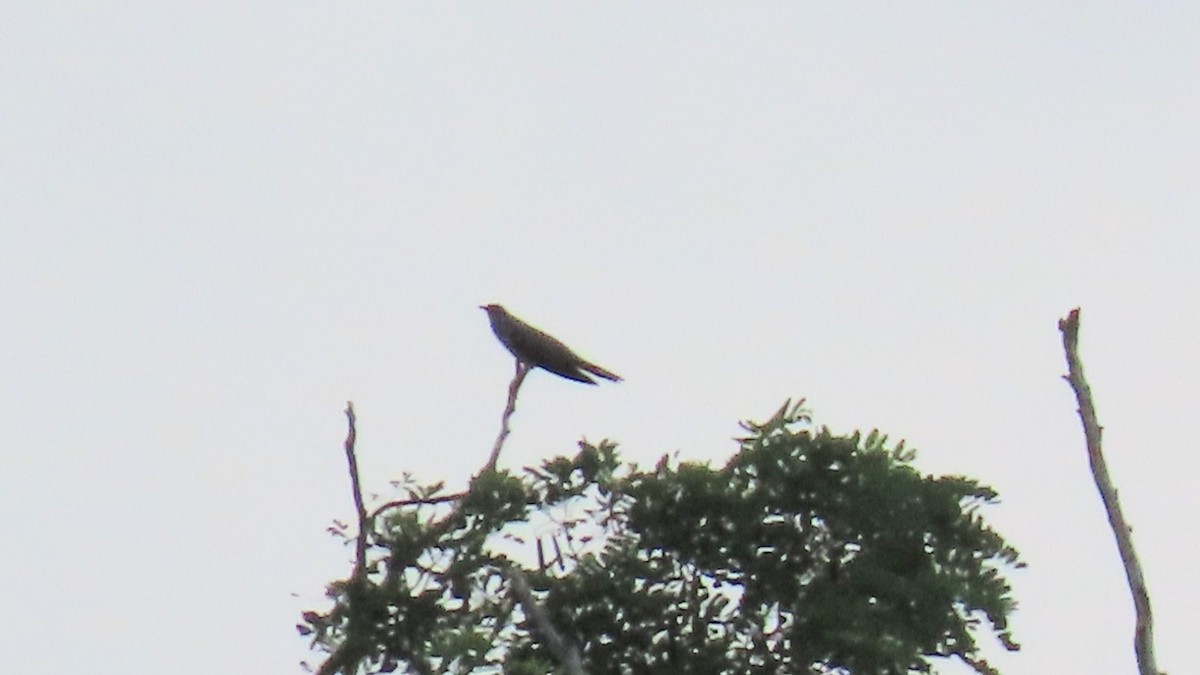 Common Cuckoo - ML593060311