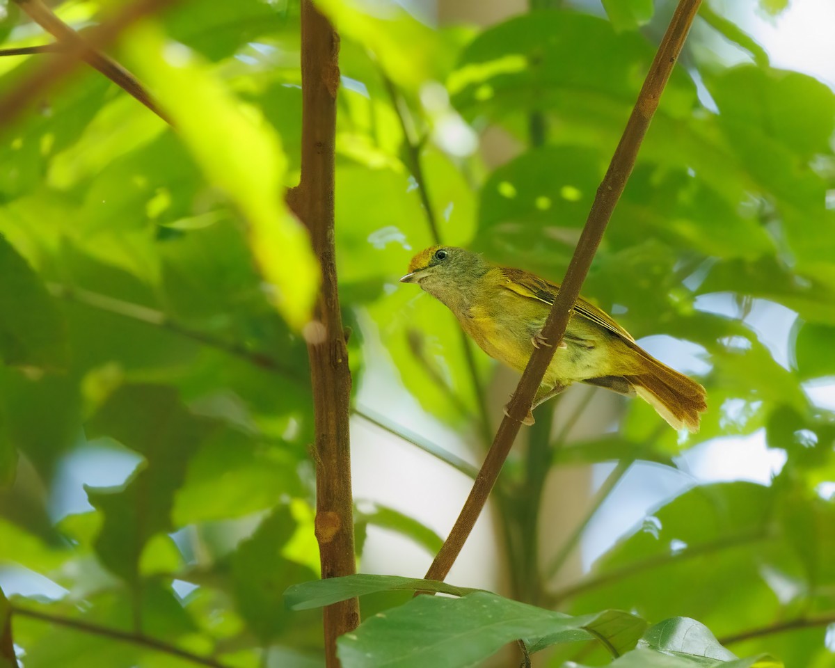 Tawny-crowned Greenlet - ML593062571