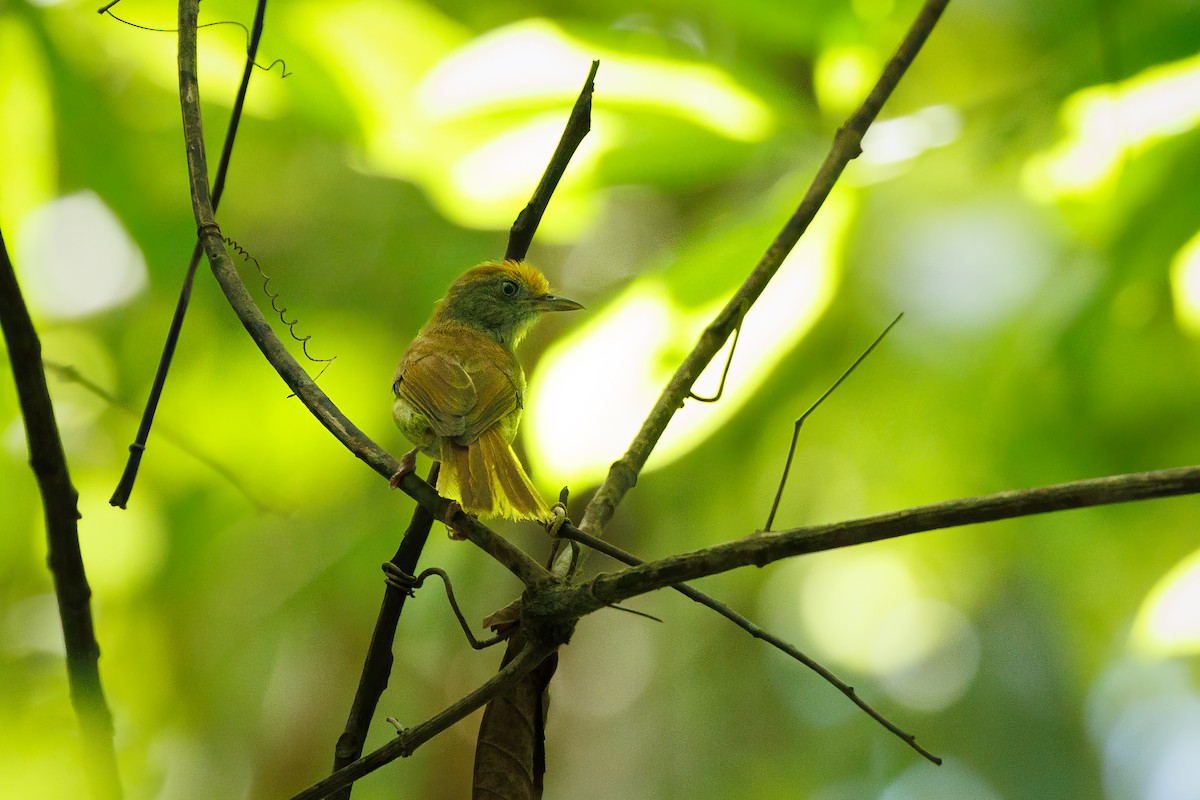 Tawny-crowned Greenlet - ML593062581