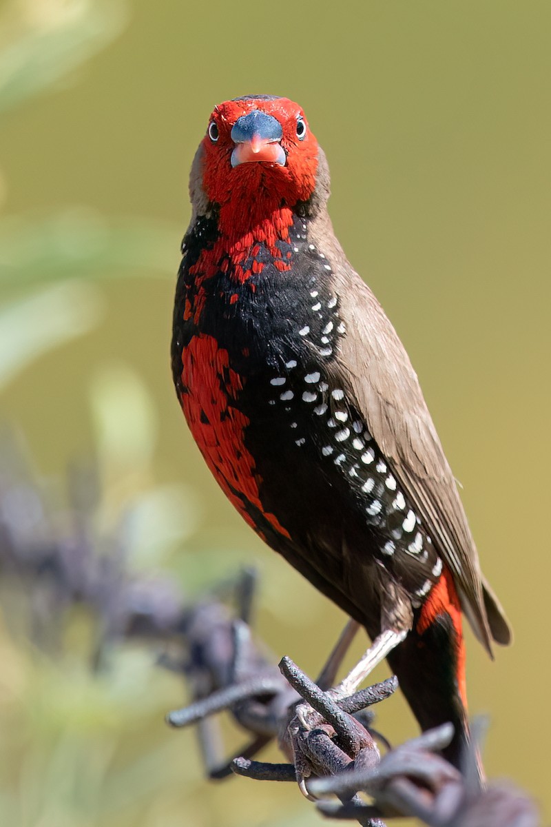 Painted Firetail - ML593062591