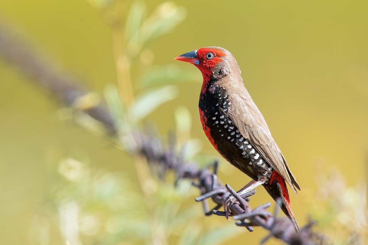Painted Firetail - ML593062601
