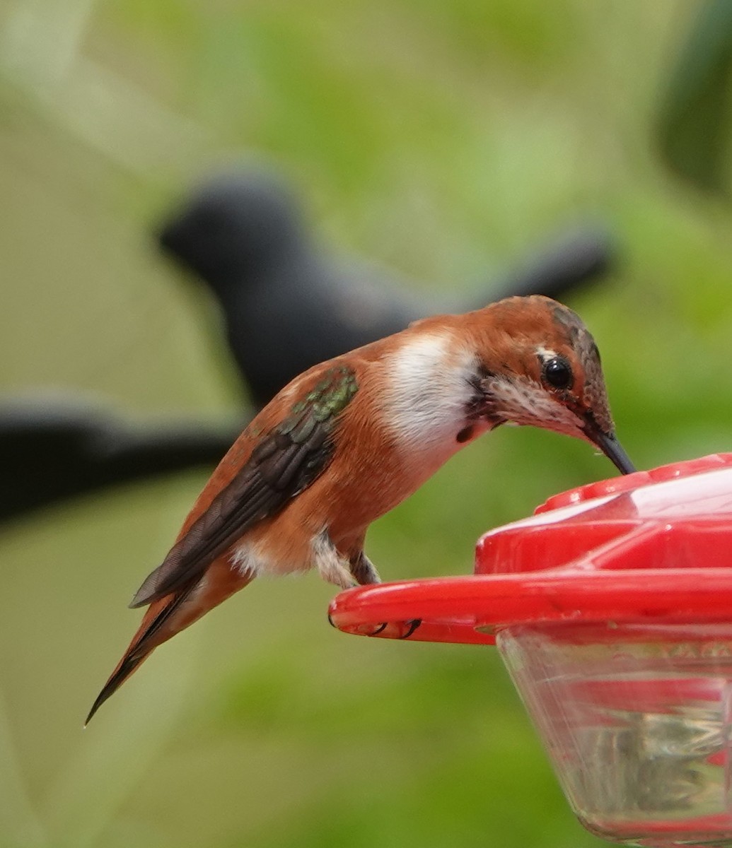 Allen's Hummingbird - ML593062881