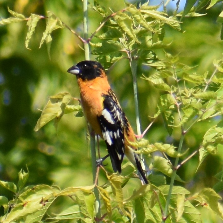 Black-headed Grosbeak - ML593063321