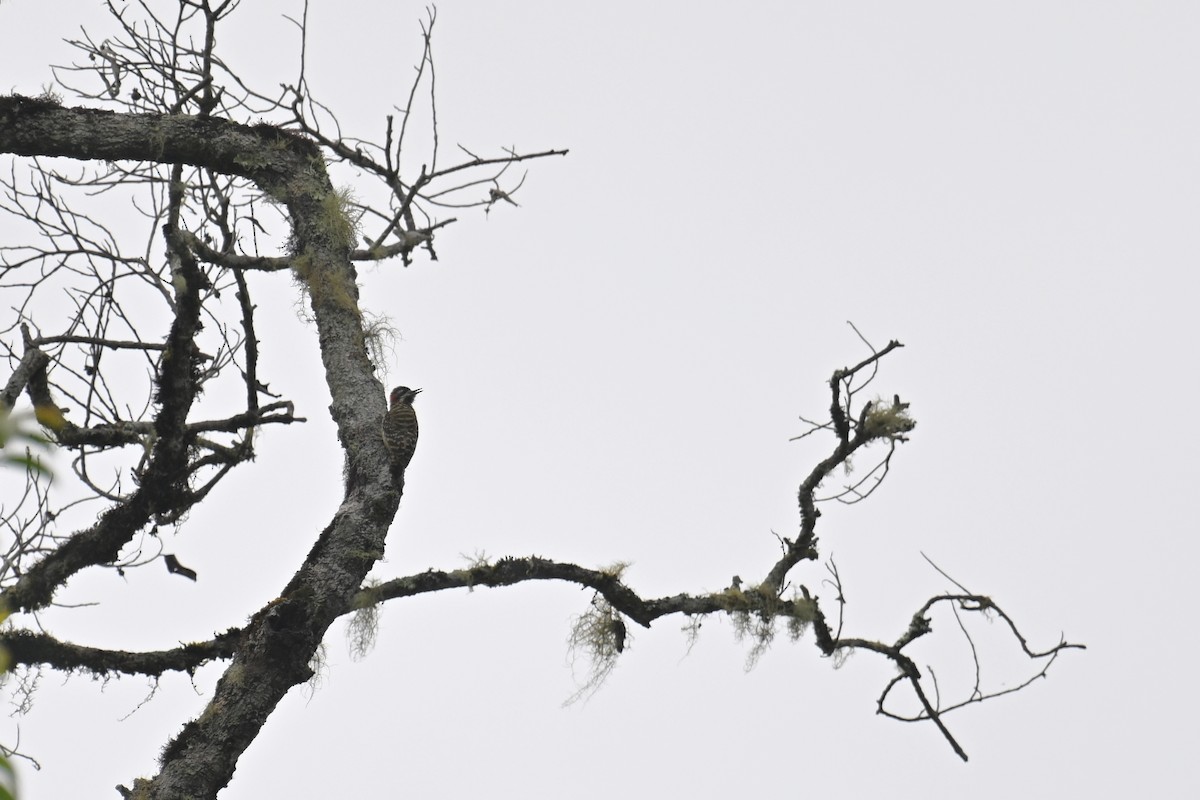 Sulawesi Pygmy Woodpecker - ML593065471