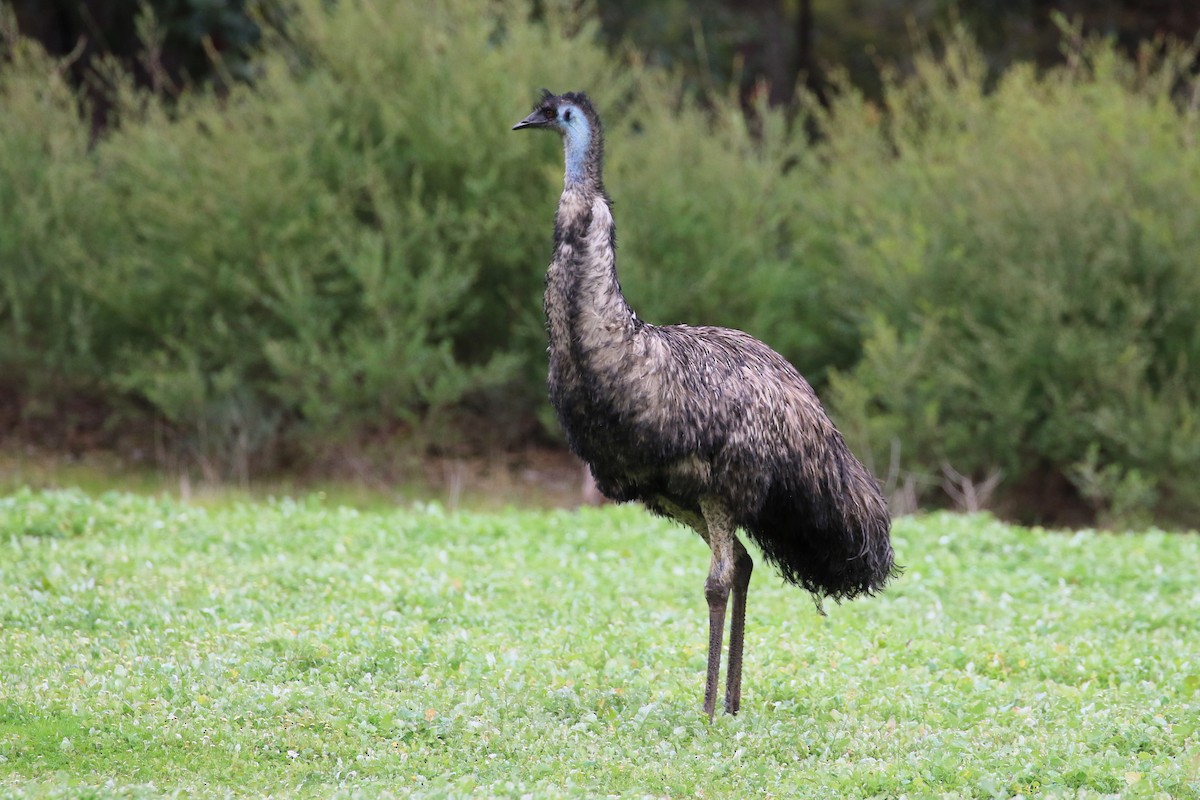 emu hnědý - ML593068481