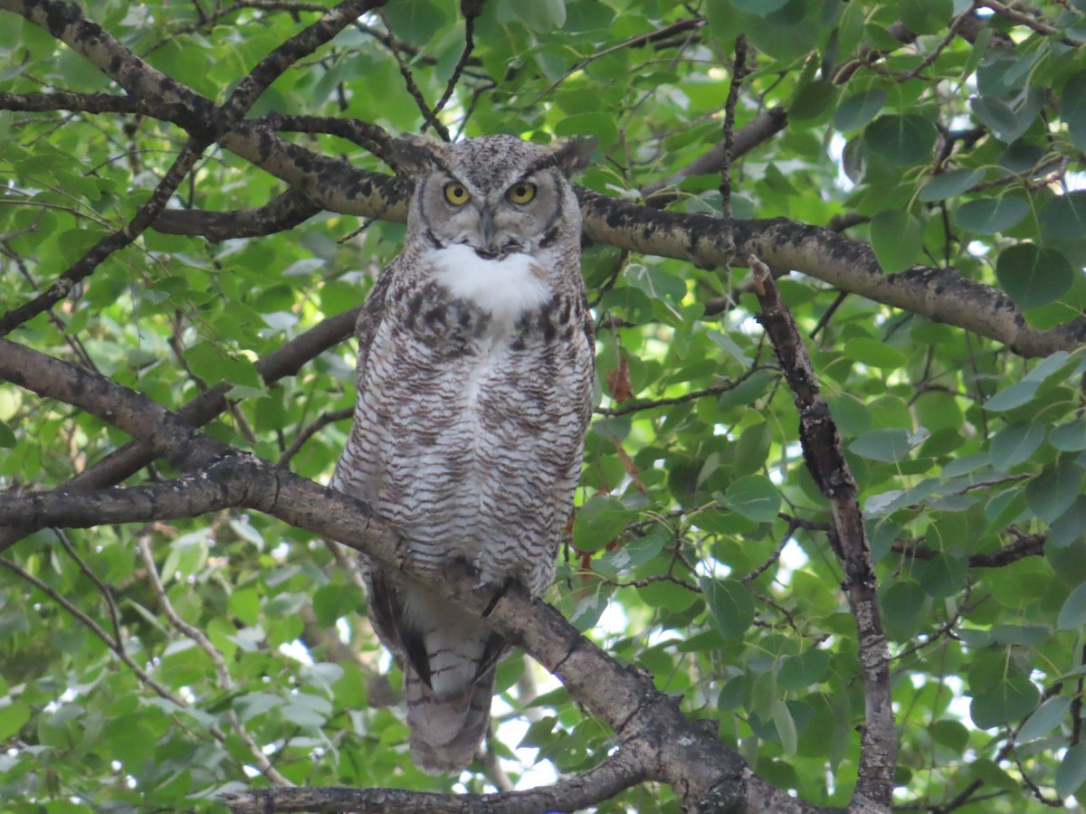 Great Horned Owl - ML593073111