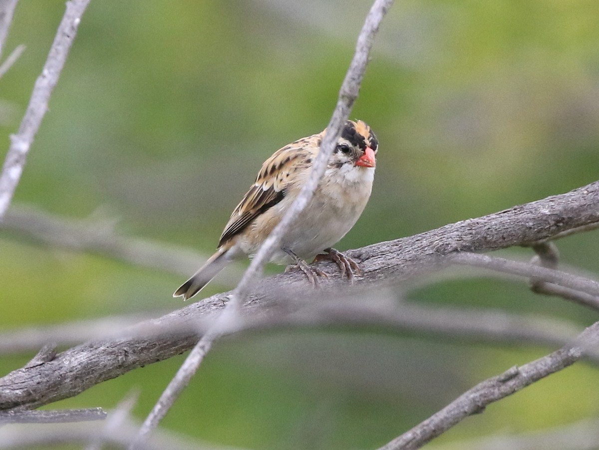 Pin-tailed Whydah - ML59307511
