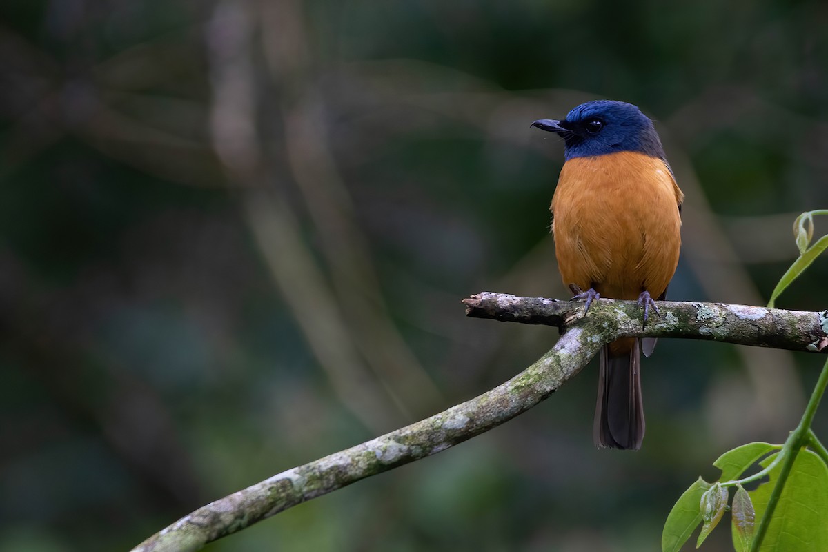 Blue-fronted Flycatcher - ML593076231