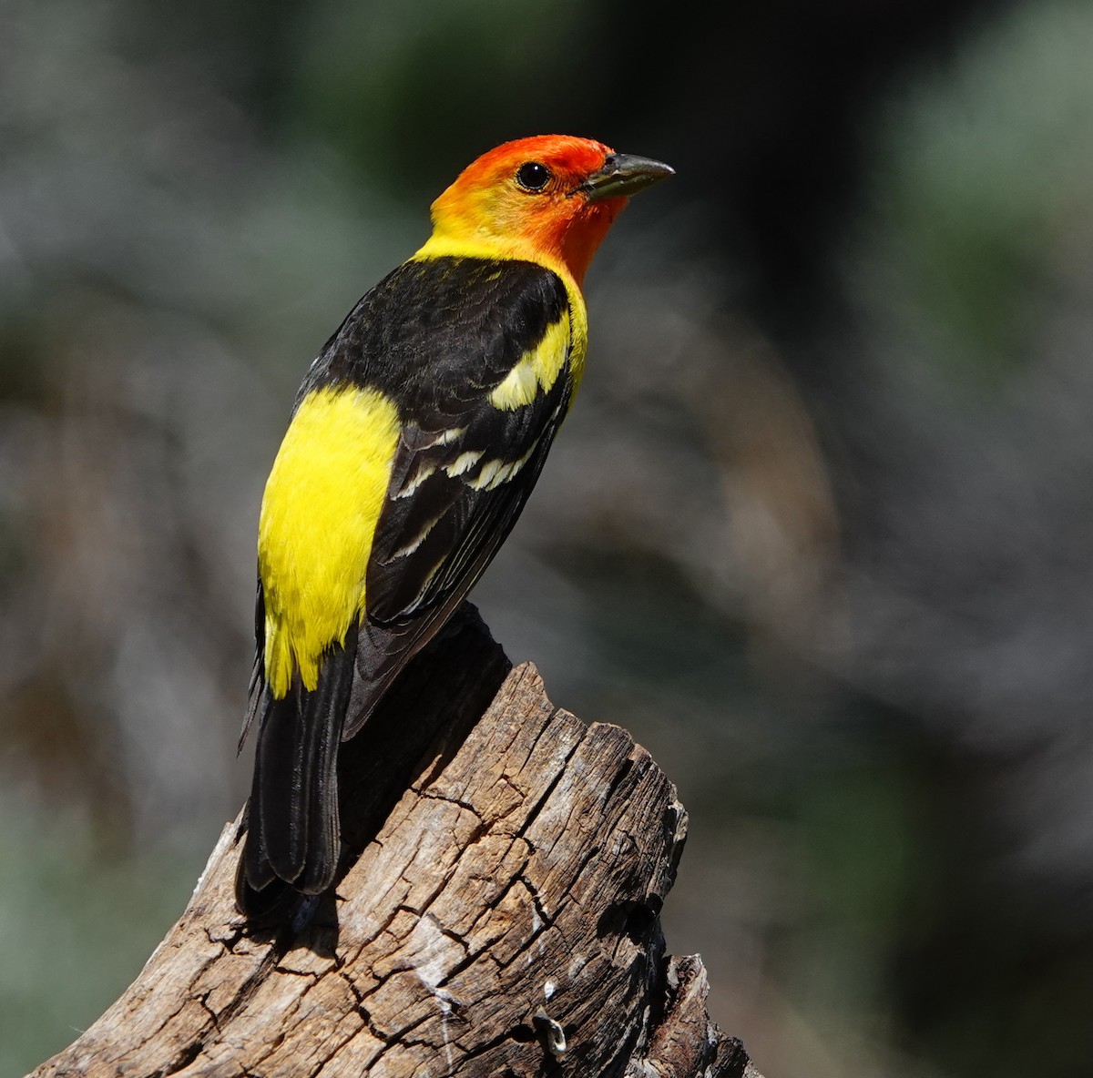 Western Tanager - ML593076641