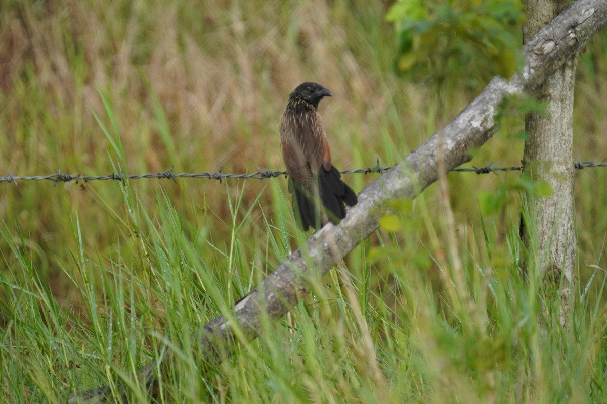 Lesser Coucal - Sunny Tang