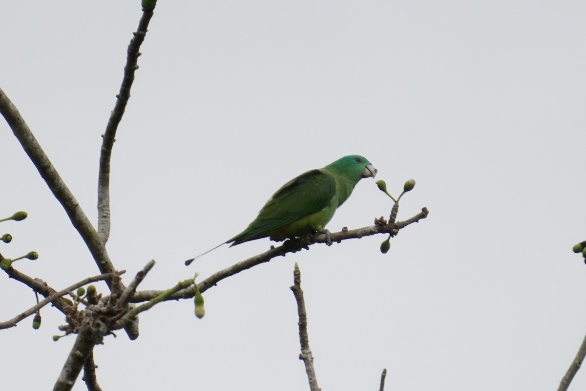 Blue-headed Racquet-tail - Sunny Tang