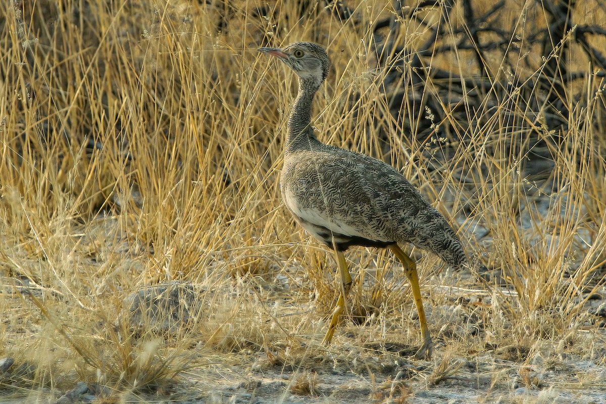 Red-crested Bustard - ML593083211