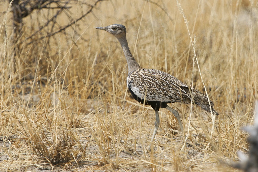 Red-crested Bustard - ML593083221