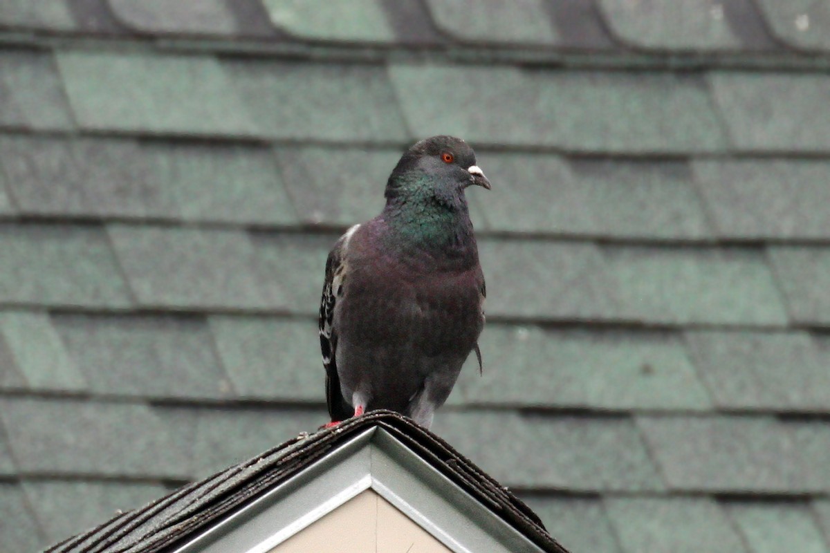 Rock Pigeon (Feral Pigeon) - Dick Dionne