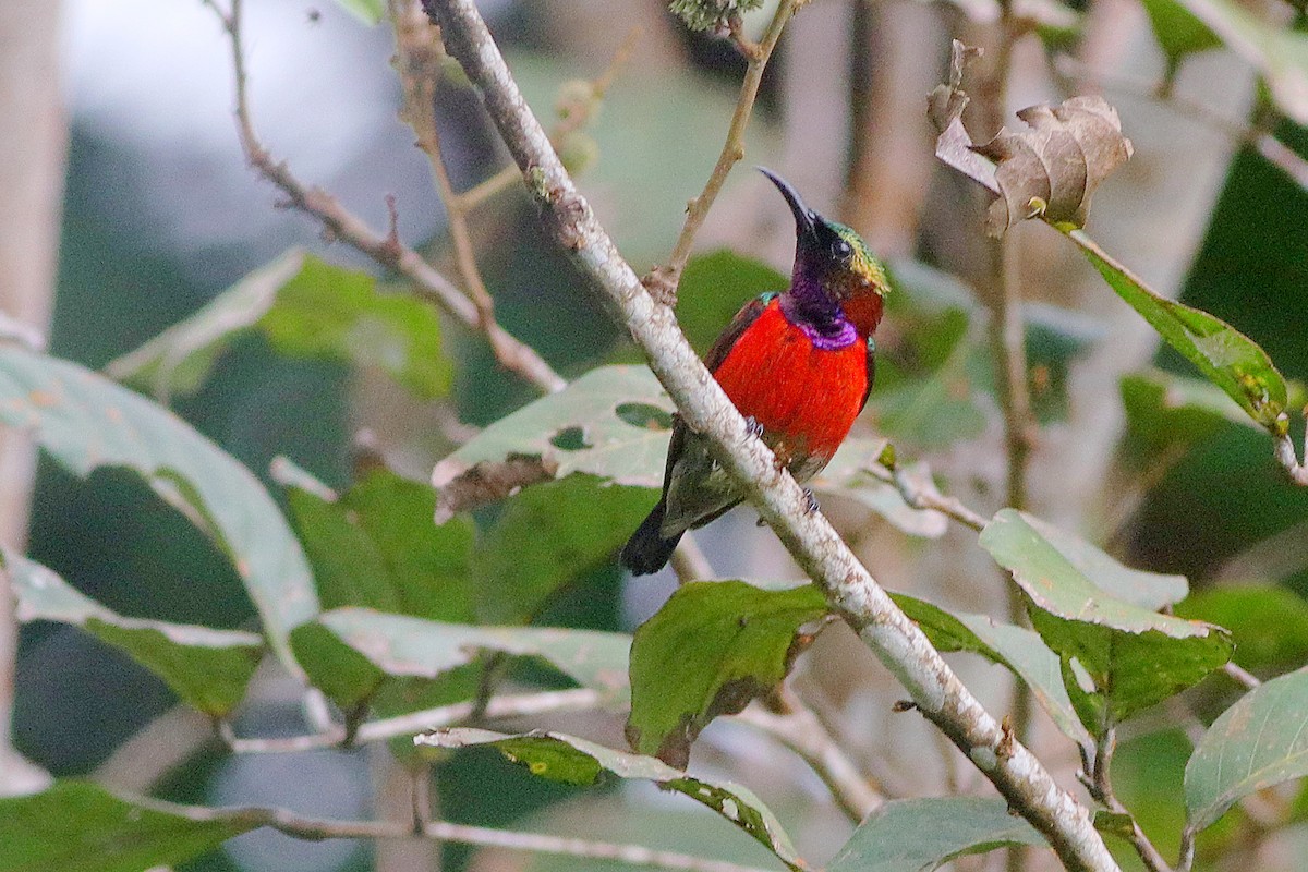 Purple-throated Sunbird (Purple-throated) - Chris Chafer