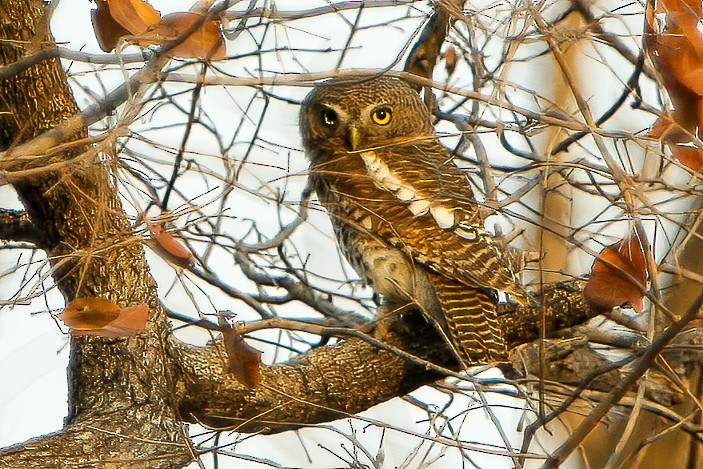 African Barred Owlet - ML593087941