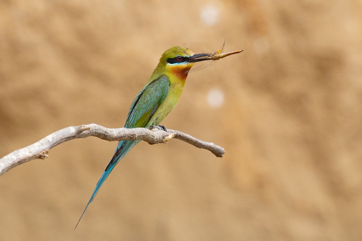 Blue-tailed Bee-eater - Xiaoni Xu