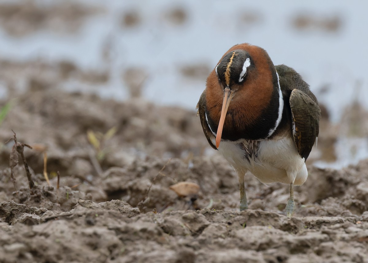 Greater Painted-Snipe - ML593091751